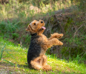 matted-dirty-welsh-terrier-on-the-mend-at-mspca-cape-cod