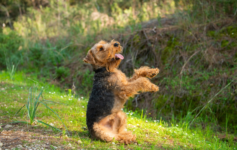 5864Matted, Dirty Welsh Terrier on the Mend at MSPCA-Cape Cod