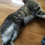 August could easily have been killed by the trap (credit Randee Michaud)