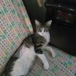 August pictured after surgery, recovering at home (credit Randy Michaud)