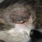 August was severely injured by the trap and required surgery to remove dead and dying tissue (credit Randee Michaud)