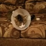 August's run-in with the trap underscores why such devices should remain illegal (credit Randee Michaud)