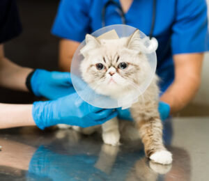 angell-at-nashoba-making-its-mark-among-pet-owners-across-the-valley