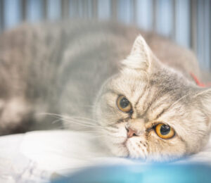 cat-caught-in-illegal-leg-hold-trap-underscores-why-state-wide-restrictions-on-trapping-should-remain