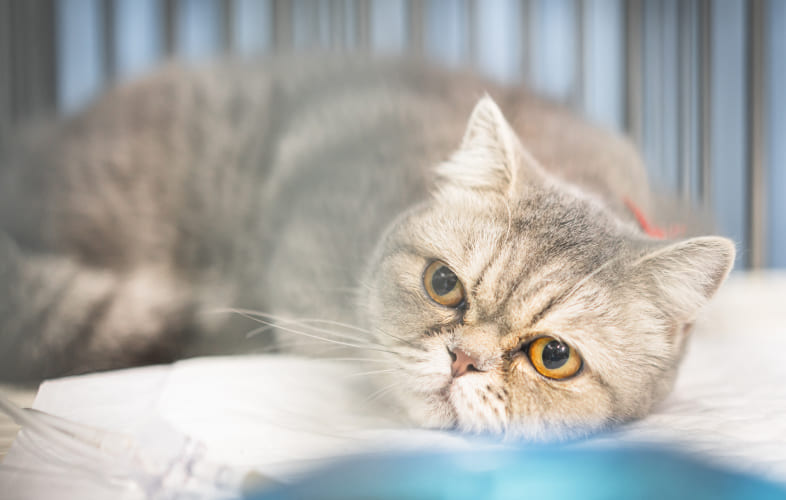 3629Cat Caught in Illegal Leg-Hold Trap Underscores Why State-Wide Restrictions on Trapping Should Remain