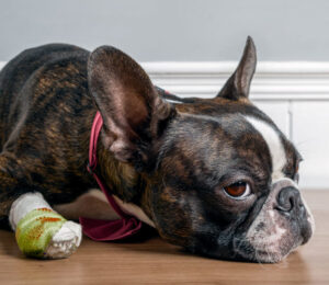 mspca-angell-rescues-dog-who-chewed-off-his-own-foot-while-tethered-outside