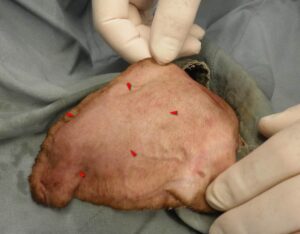 Figure 1: Aural hematoma in a Vizsla, lateral aspect of the left pinna.
