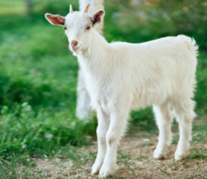 animal-surgery-pioneer-conscripted-for-goat-neuter