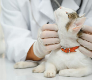 angell-animal-medical-center-elevates-patient-comfort-to-a-whole-new-level