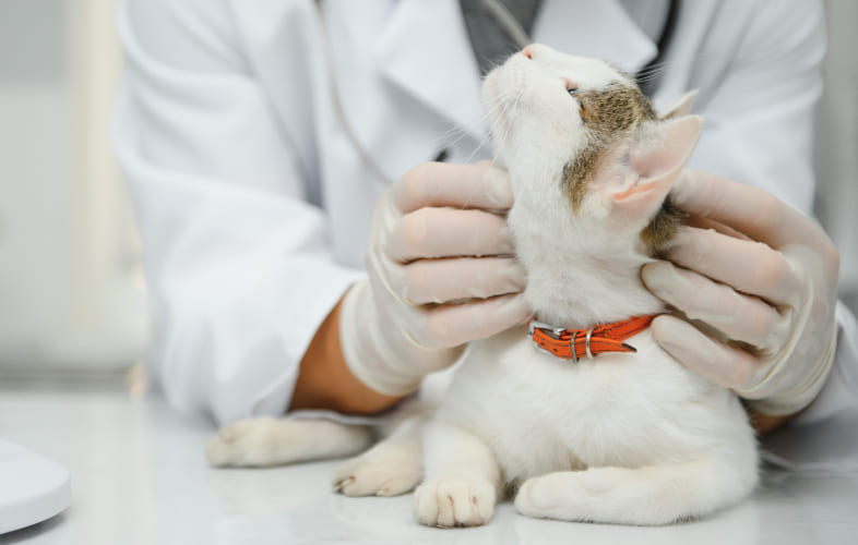 6208Angell Animal Medical Center Elevates Patient Comfort to a Whole New Level