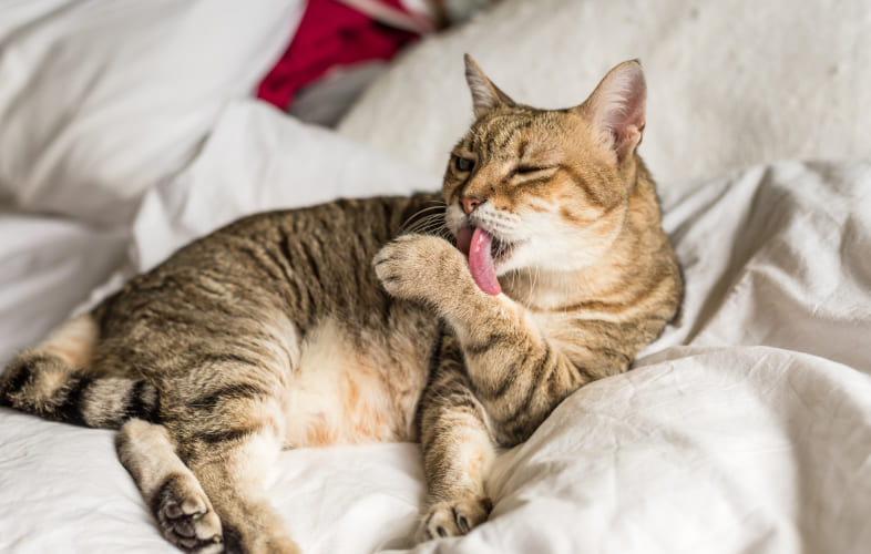 6053MSPCA-Angell Issues Urgent Call to Adopt Special Needs Cat