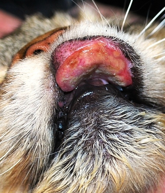 Rodent Mouth In Cats Treatment