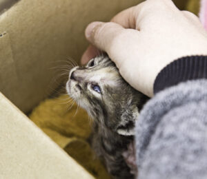 mspca-angell-and-animal-rescue-league-of-boston-host-cats-giving-food-drive-for-homeless-cats