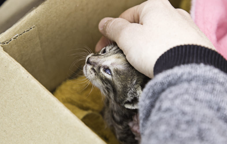 4923MSPCA-Angell and Animal Rescue League of Boston Host “Cats-Giving Food Drive” for Homeless Cats