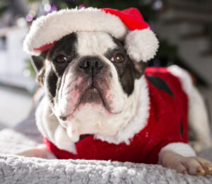 mspca-angell-gears-up-for-homeless-for-the-holidays-events