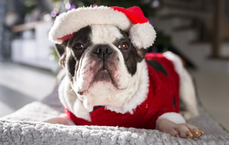 5866MSPCA-Angell Gears up for “Homeless for the Holidays” Events