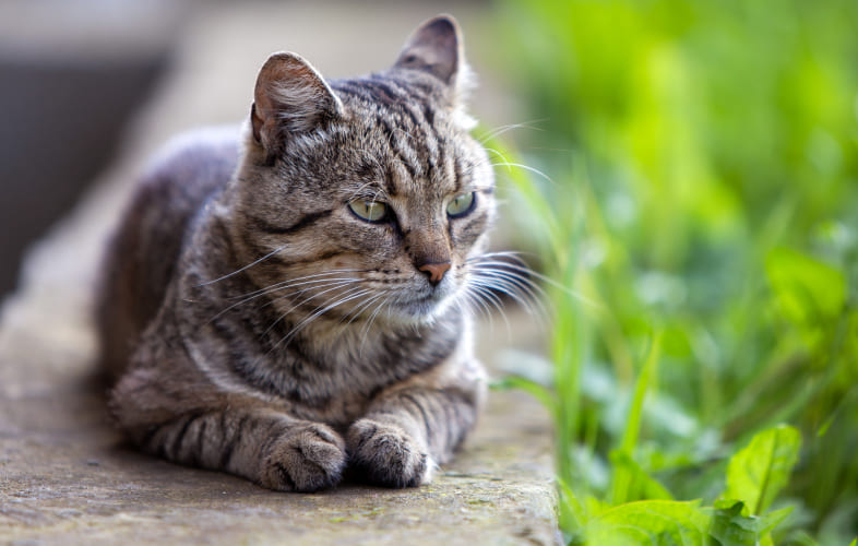 3680MSPCA-Angell’s Fall in Love Fee-Waived Cat Adoptathon is Back!