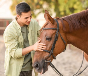 mspca-nevins-to-waive-adoption-fee-in-bid-to-find-permanent-homes-for-companion-horses