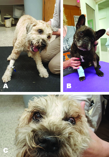 Vestibular Disease in Dogs  