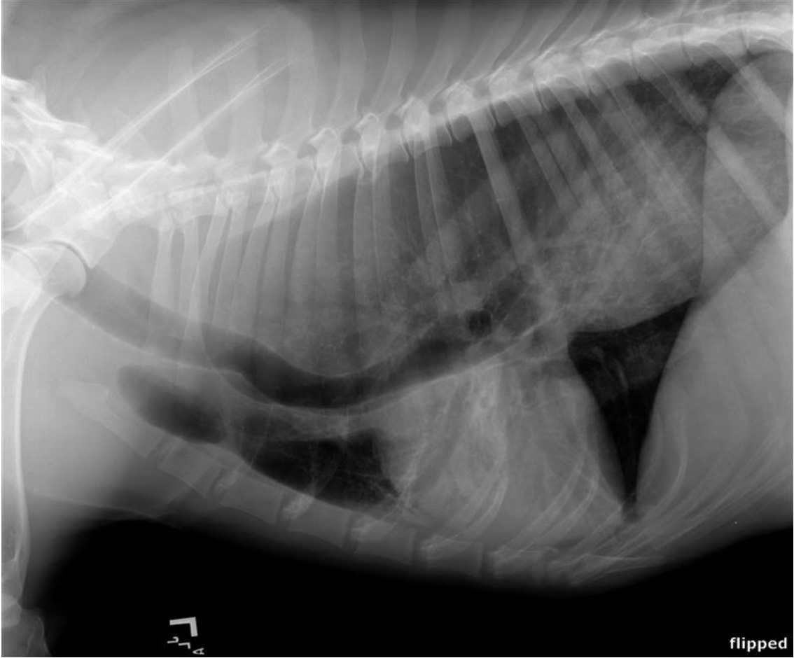 Пищевод собаки. Идиопатический врождённый мегаэзофагус. Врожденный идиопатический мегаэзофагус (ВИМ). Мегаэзофагус у собак рентген.