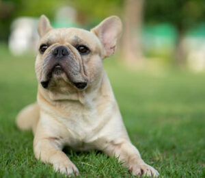 desperate-puppy-struck-with-worst-ever-case-of-mange-seeks-loving-home