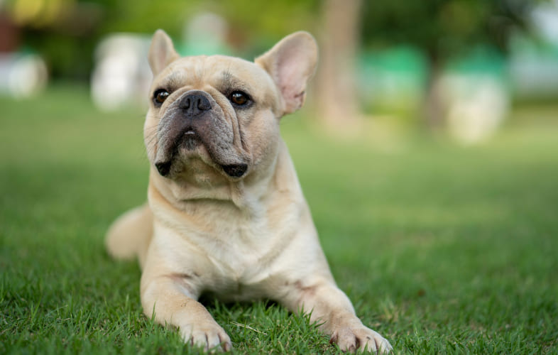 3678Desperate Puppy Struck with “Worst Ever” Case of Mange Seeks Loving Home