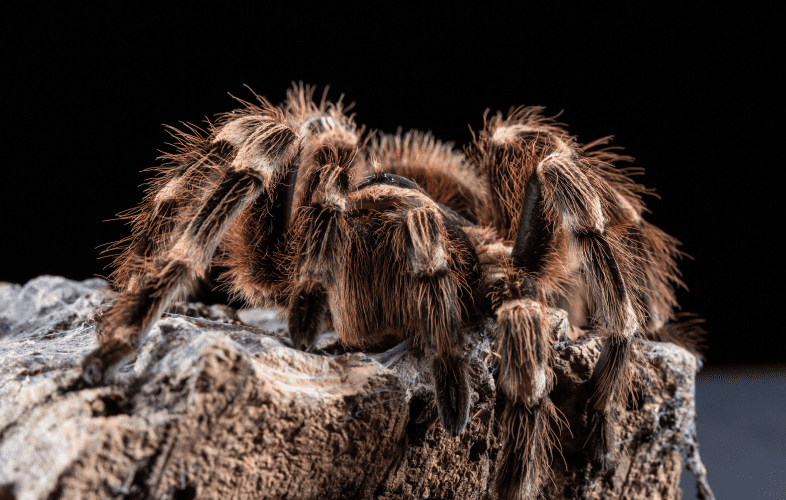 3439She’s Got Legs! School’s Pet Tarantula Recovering from Emergency Surgery