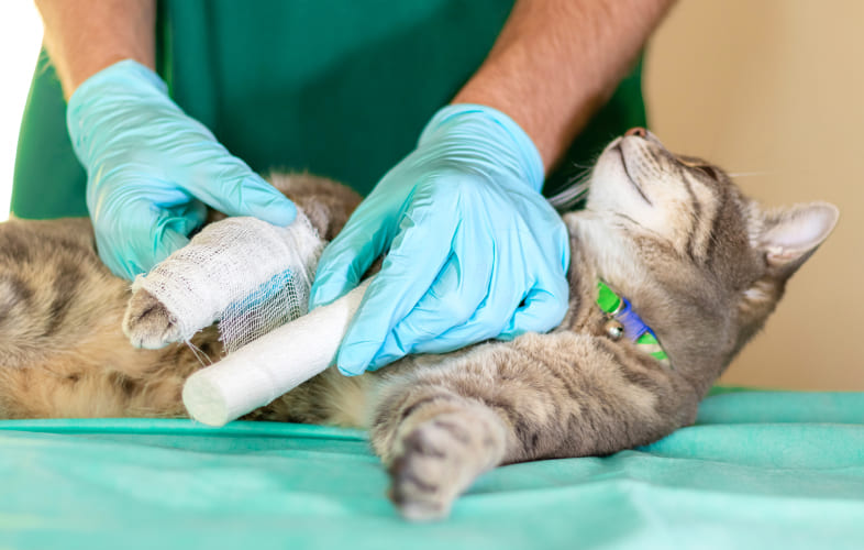 6001Angell Animal Medical Center’s Emergency & Critical Care Unit Receives Top Certification from Leading Veterinary Professional Group