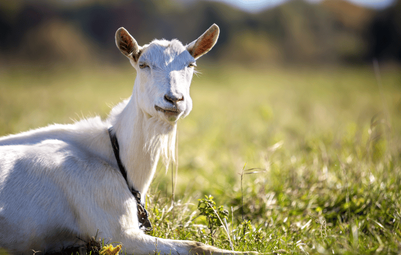 1885“Moe” the Goat Treated for Allergies so MSPCA-Nevins Farm can find Him a Home