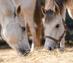 mspca-nevins-farm-takes-in-herd-of-giant-draft-horses