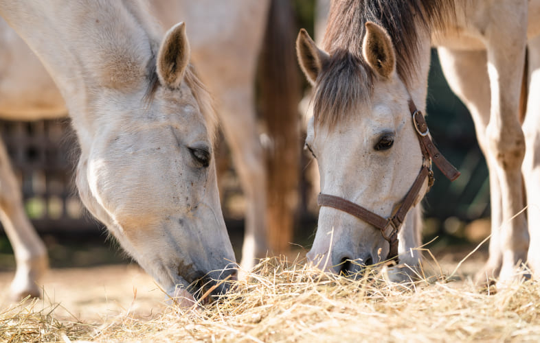 3668MSPCA-Nevins Farm Takes in Herd of Giant Draft Horses