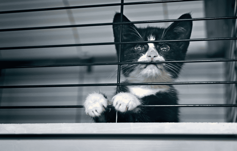 4059How to Put Your Cat in the Carrier