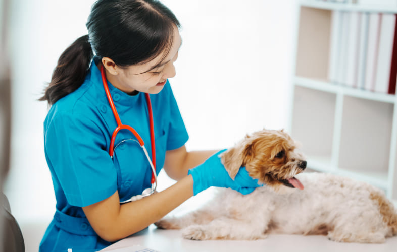 6003Massachusetts Animal Coalition Awards $30,000 Grant to MSPCA-Angell to Fund Ongoing Spay and Neuter Procedures, Other Animal Protection Programs