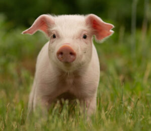 mspca-nevins-farm-to-waive-adoption-fees-to-find-permanent-homes-for-14-pet-pigs