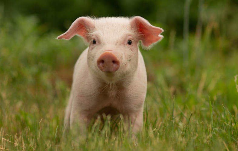3643MSPCA-Nevins Farm to Waive Adoption Fees to Find Permanent Homes for 14 Pet Pigs
