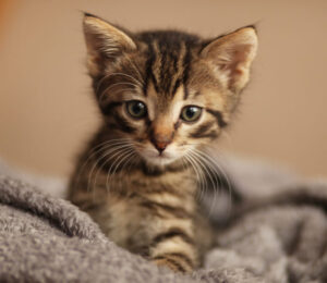 mspca-rescues-street-kitten-whose-collar-had-embedded-into-her-skin