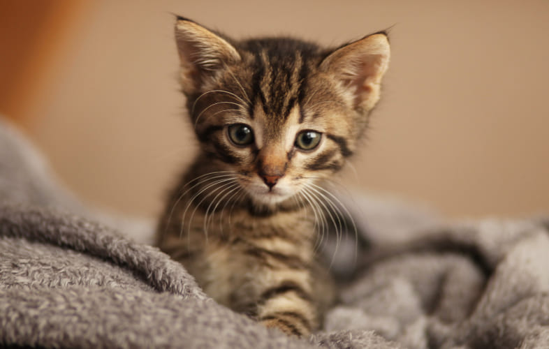 6223MSPCA Rescues Street Kitten Whose Collar had Embedded into her Skin