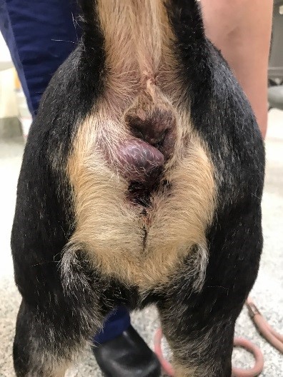 gland Canine swollen anal