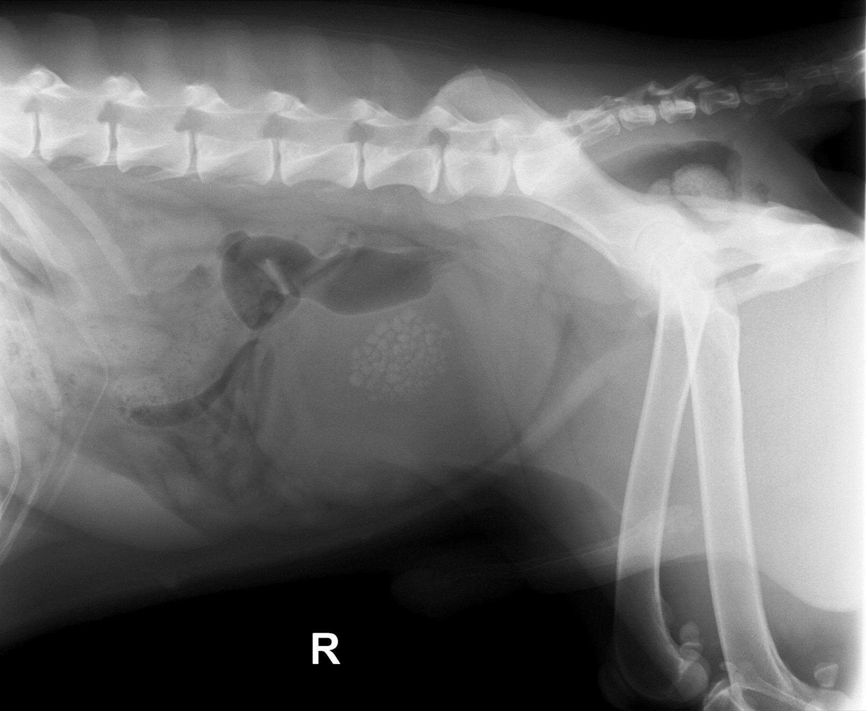 Helpful Tips for Abdominal Radiography • MSPCA-Angell