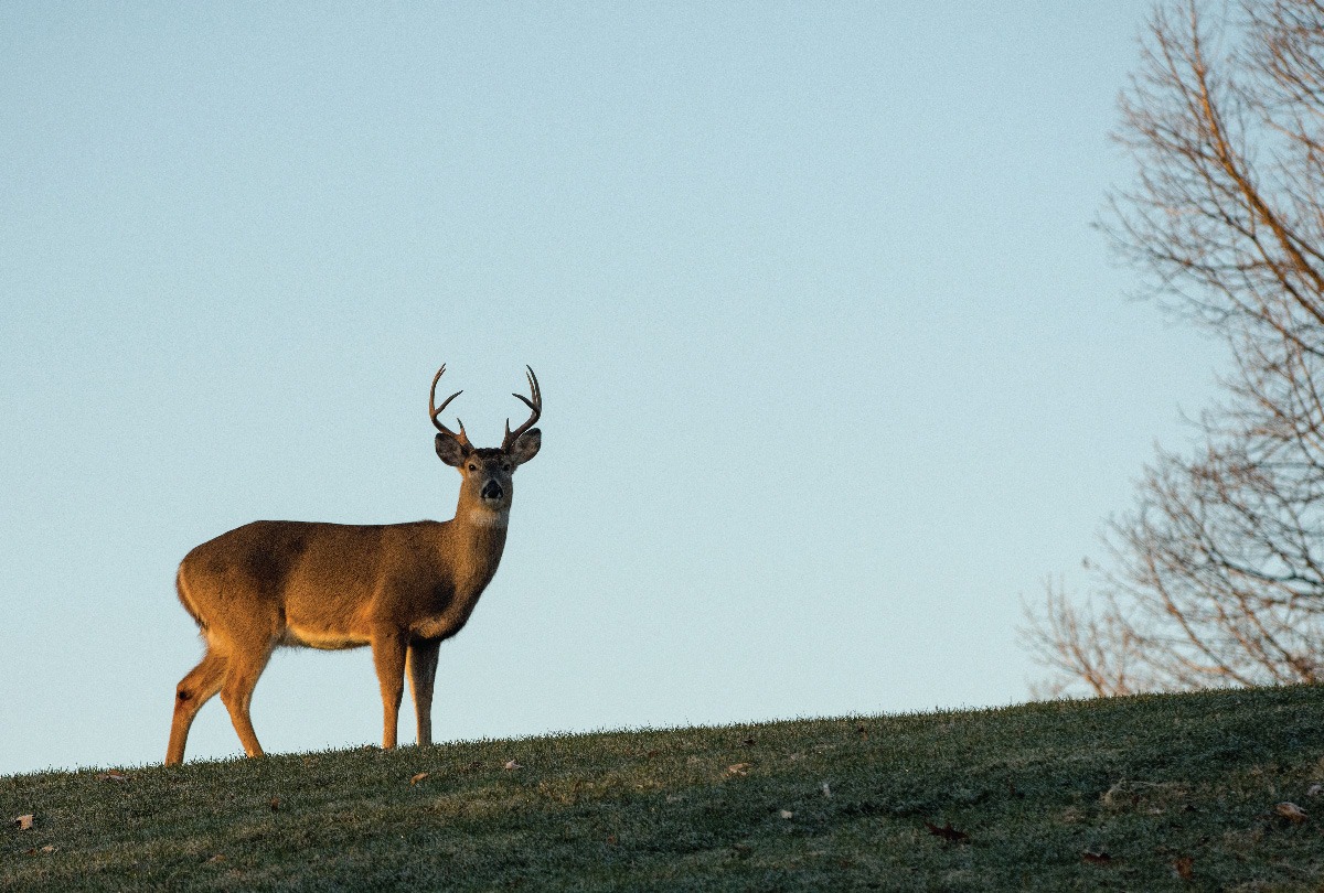 Blue Hills Deer Hunt • MSPCAAngell