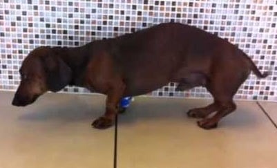 Recognizing Neck and Back Pain in Dogs 