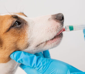 angell-animal-medical-center-fierce-flu-season-a-reminder-to-protect-dogs-against-canine-version-of-the-virus