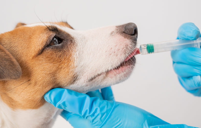 5952Angell Animal Medical Center: Fierce Flu Season a Reminder to Protect Dogs Against Canine Version of the Virus