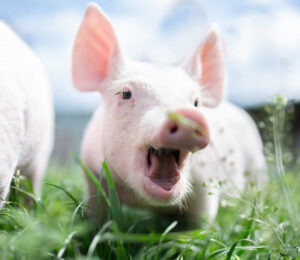 pigs-gone-wild-new-mspca-nevins-farm-enrichment-program-lets-pigs-sing-for-their-supper