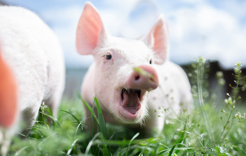 6202Pigs Gone Wild! New MSPCA-Nevins Farm Enrichment Program Lets Pigs Sing for their Supper