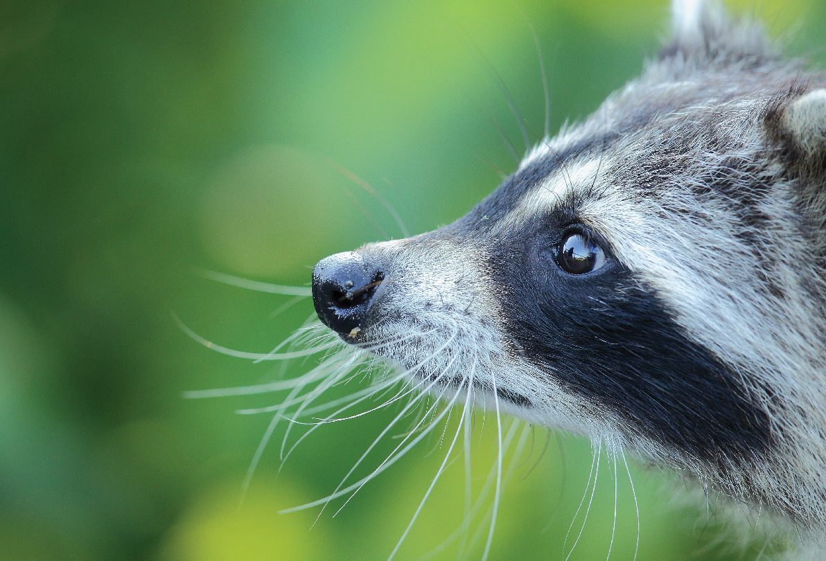 About Raccoons • MSPCA-Angell