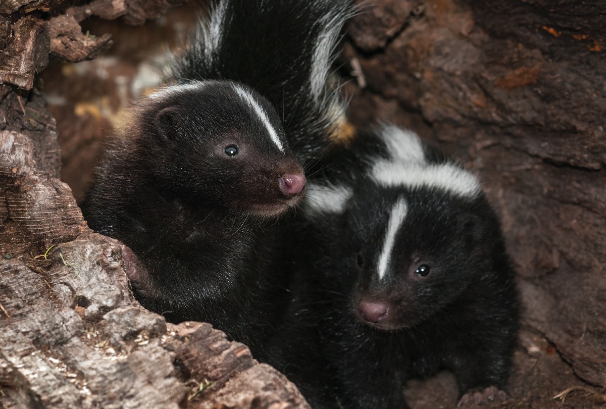 About Skunks • MSPCA-Angell