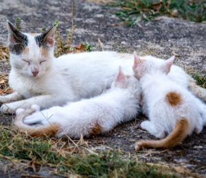 what-a-hero-homeless-cat-nurses-kittens-while-their-mom-recovers-from-emergency-surgery