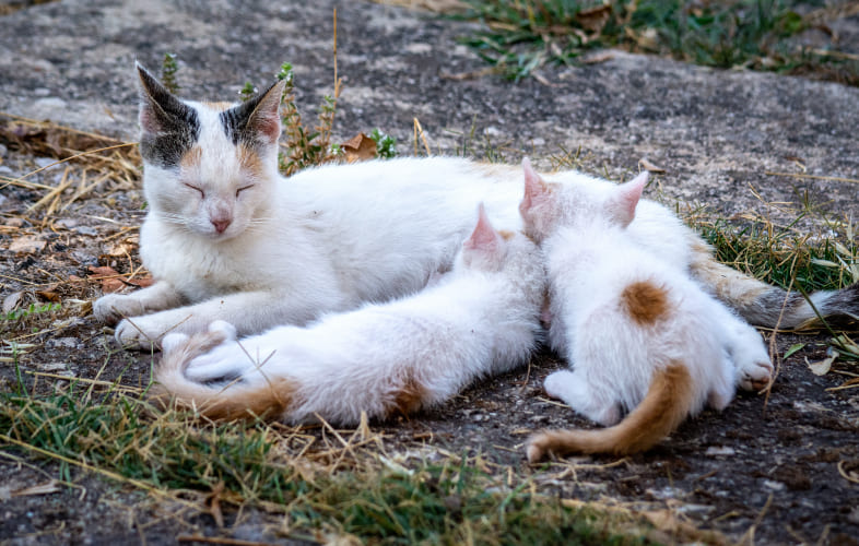 3690What a Hero! Homeless Cat Nurses Kittens While their Mom Recovers from Emergency Surgery