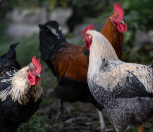hundreds-of-fighting-roosters-surrendered-to-mspca-nevins-farm-in-historic-cock-fighting-bust
